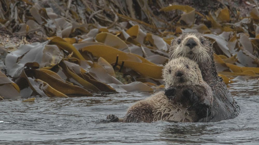           Universum Russlands          Wildes Meer