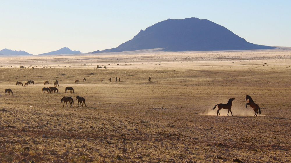 Africa's Wild West - Stallions of the Namibian Desert - Interspot