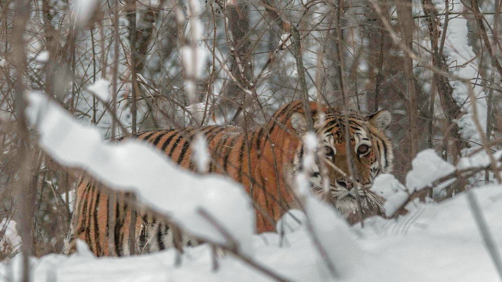         Universum Der Sibirische       Tiger – Seele der russischen Wildnis