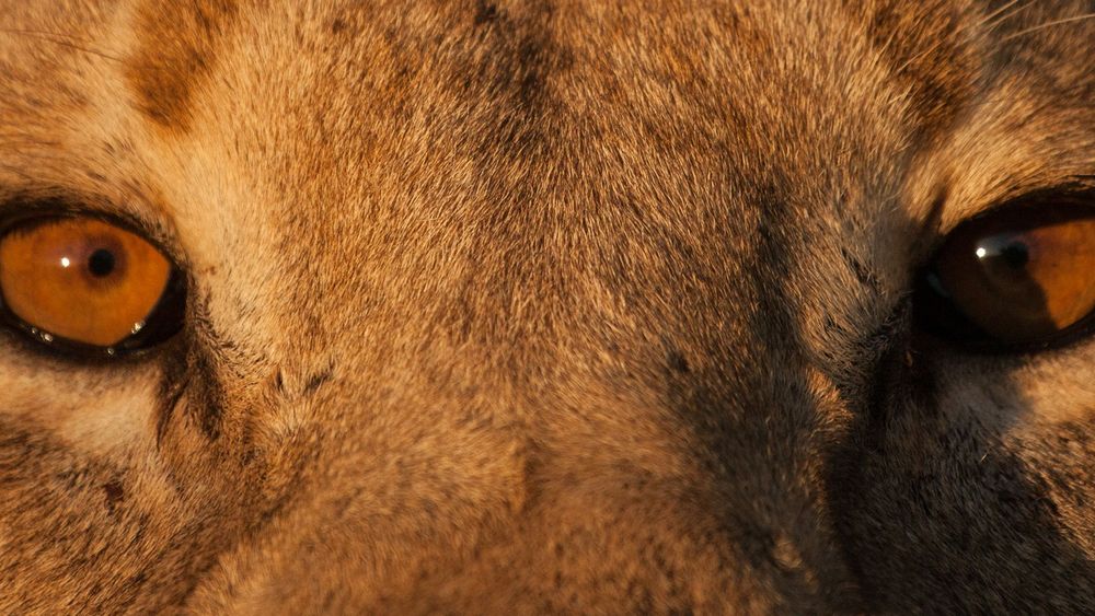Universum Wüstenkönige der Namib – Aufbruch und Wiederkehr