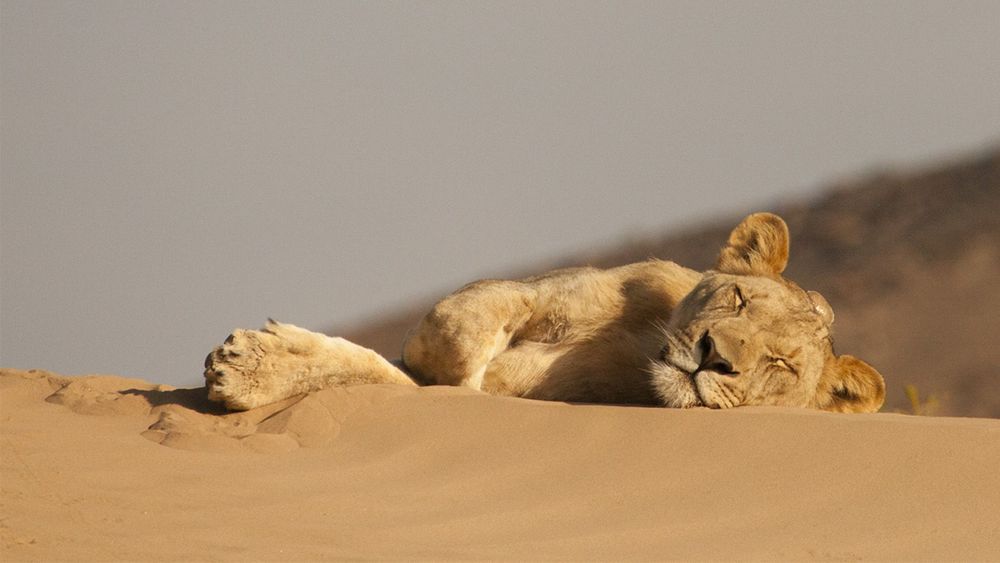 Universum Wüstenkönige    – Die Löwen der Namib