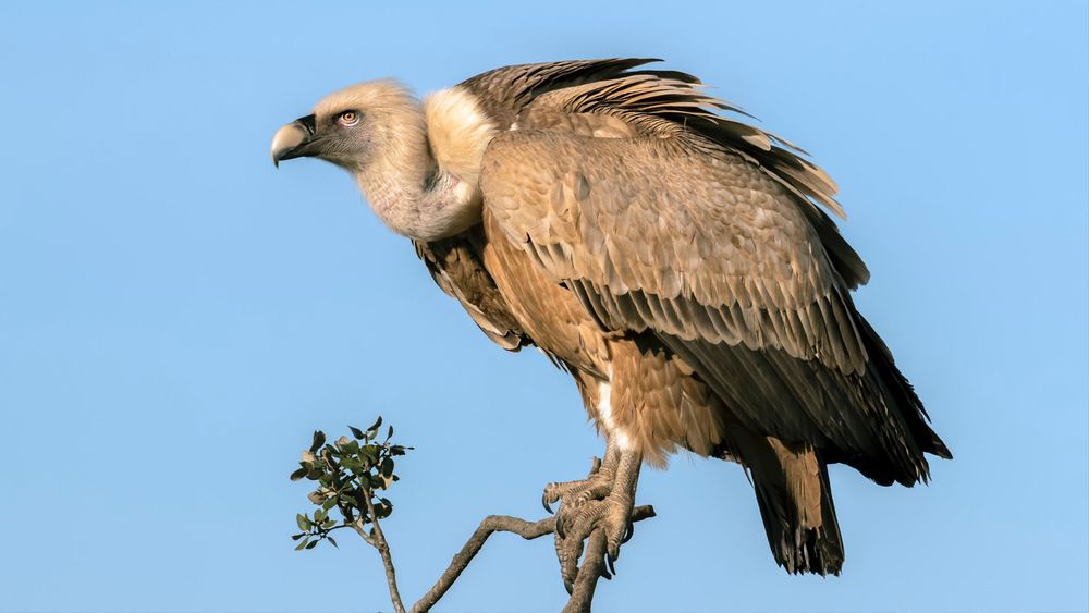 Vultures – Flying dustbins